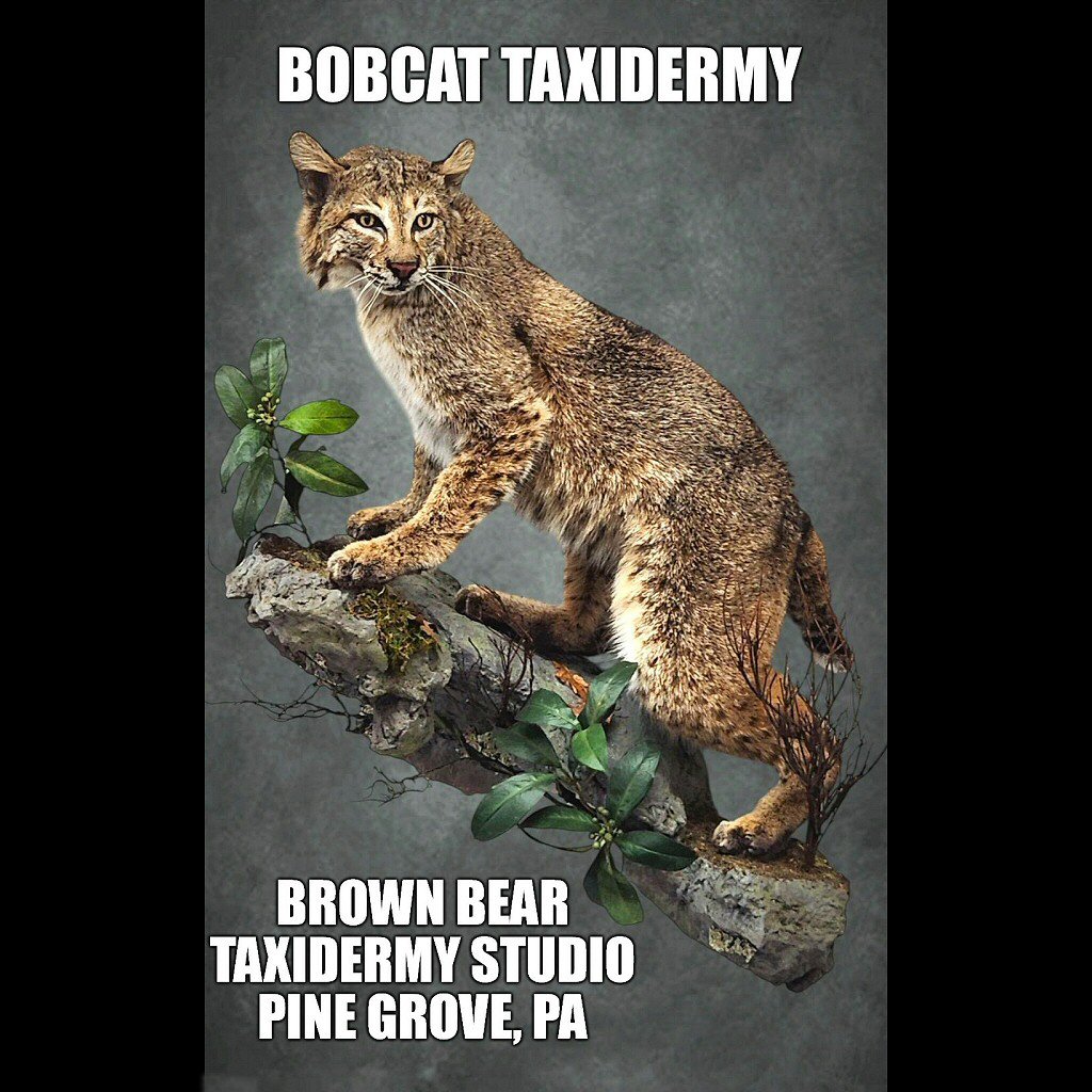 Bobcat Taxidermy PA at Brown Bear Taxidermy Studio Pine Grove PA 